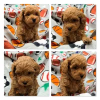 AKC Maya's Male #3, a male Poodle - Toy  for sale in Xenia, IL – 1 of 1