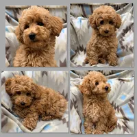 AKC Maya's Male #5, a male Poodle - Toy  for sale in Xenia, IL – 1 of 1