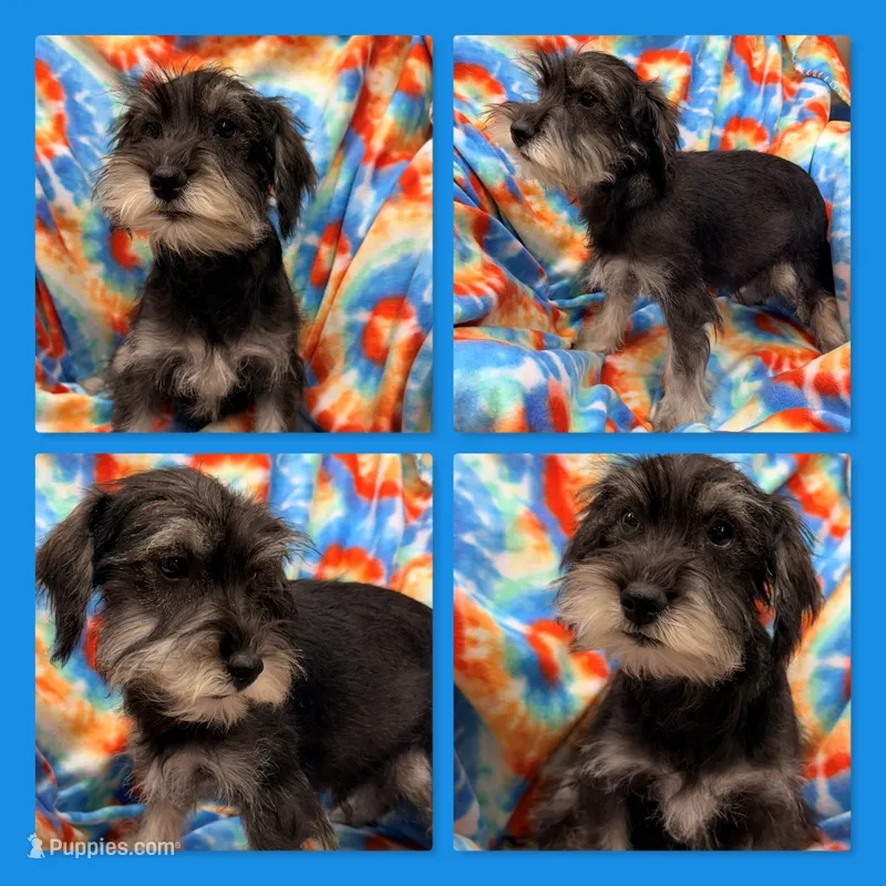 AKC Lilac's Male #1 – Miniature Schnauzer puppy for sale in Xenia, IL