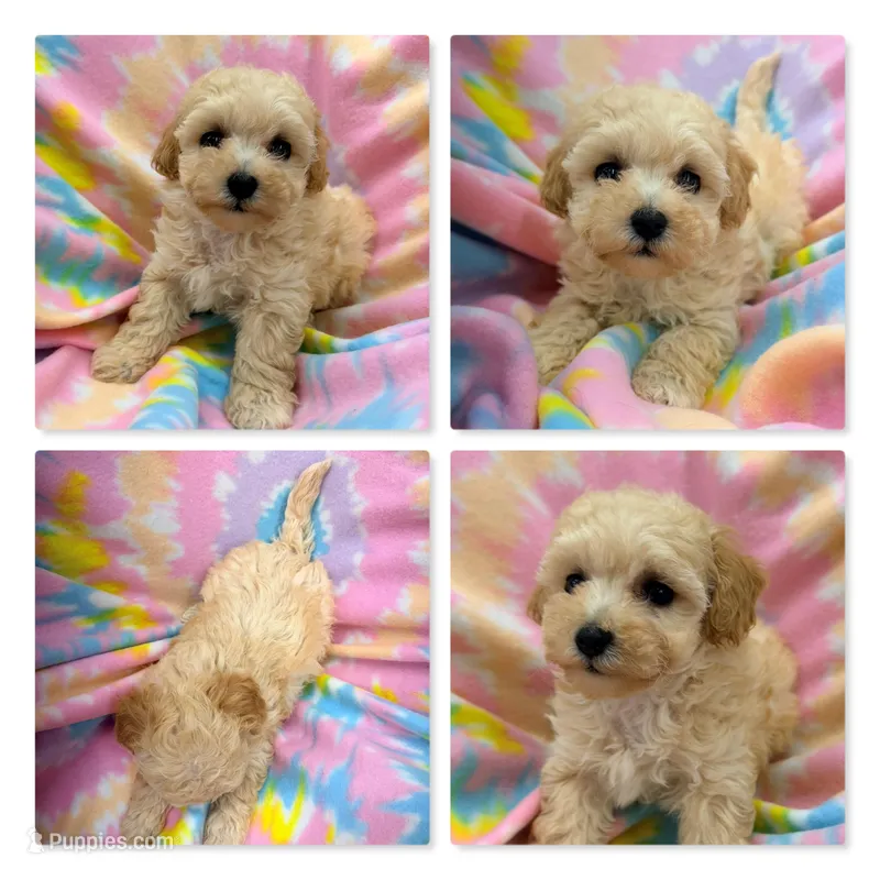 AKC Zoey's Female #4 – Bichpoo puppy for sale in Xenia, IL