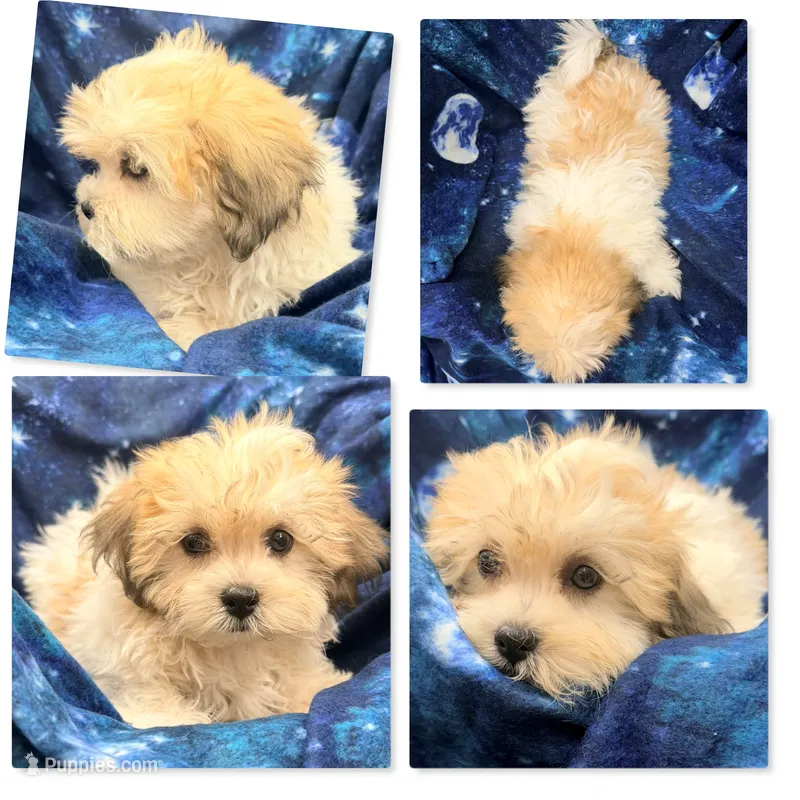 AKC Peace's Male #2 – Shichon puppy for sale in Xenia, IL