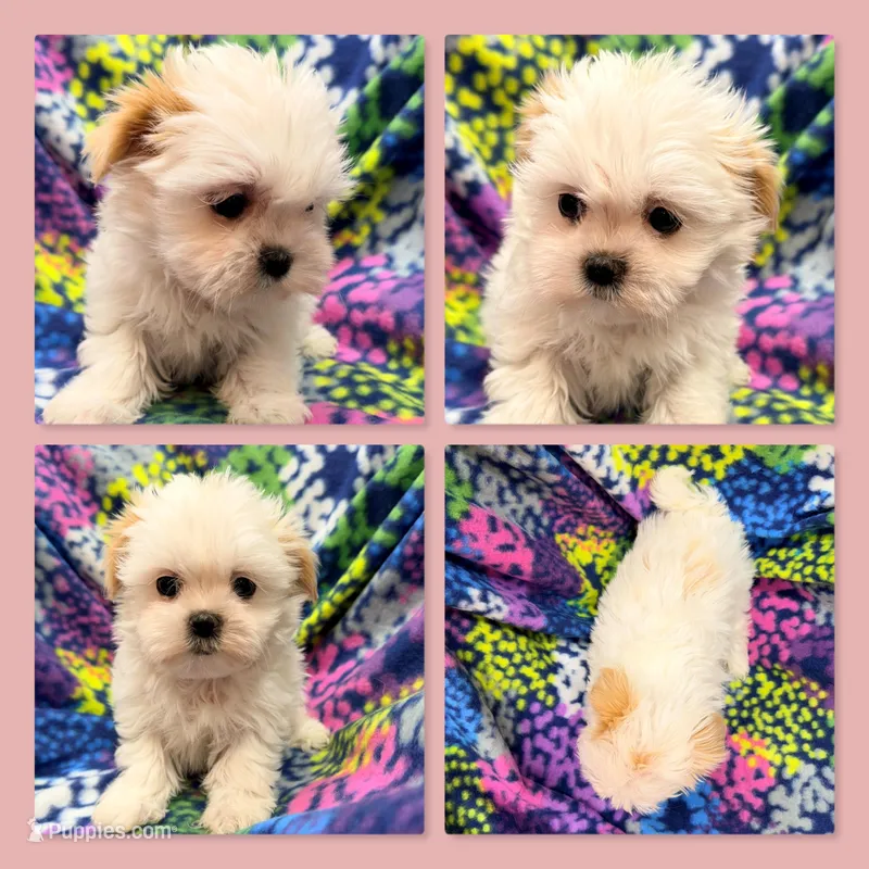 AKC Moria's Small Female #3, a female Mal Shi for sale in Xenia, IL – Photo 1 of 1