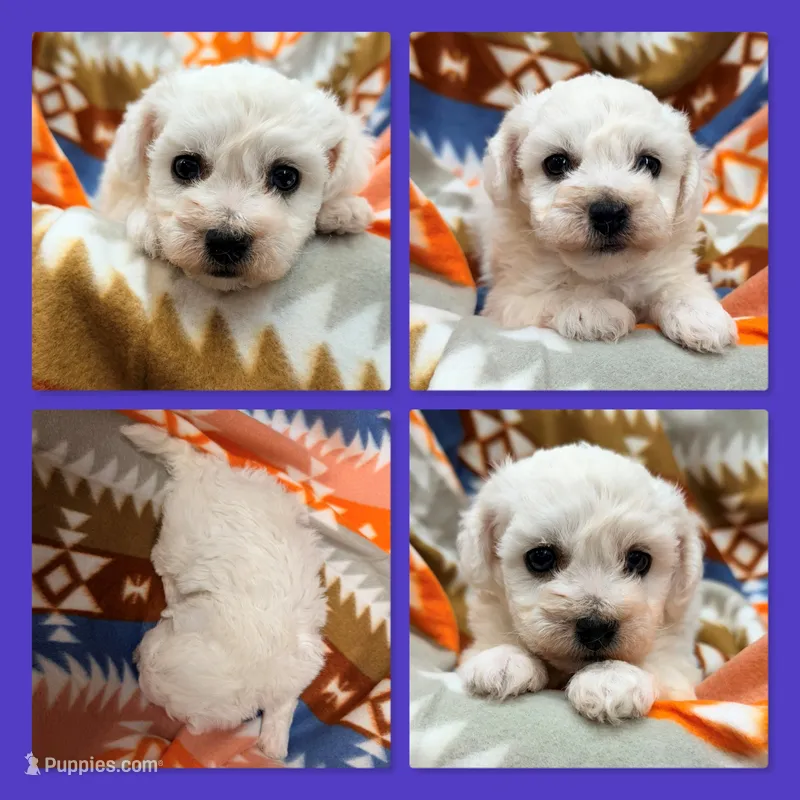 AKC Cloe's Male – Bichon Frise puppy for sale in Xenia, IL