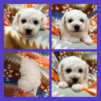 AKC Cloe's Male, a male Bichon Frise for sale in Xenia, IL – 1 of 1