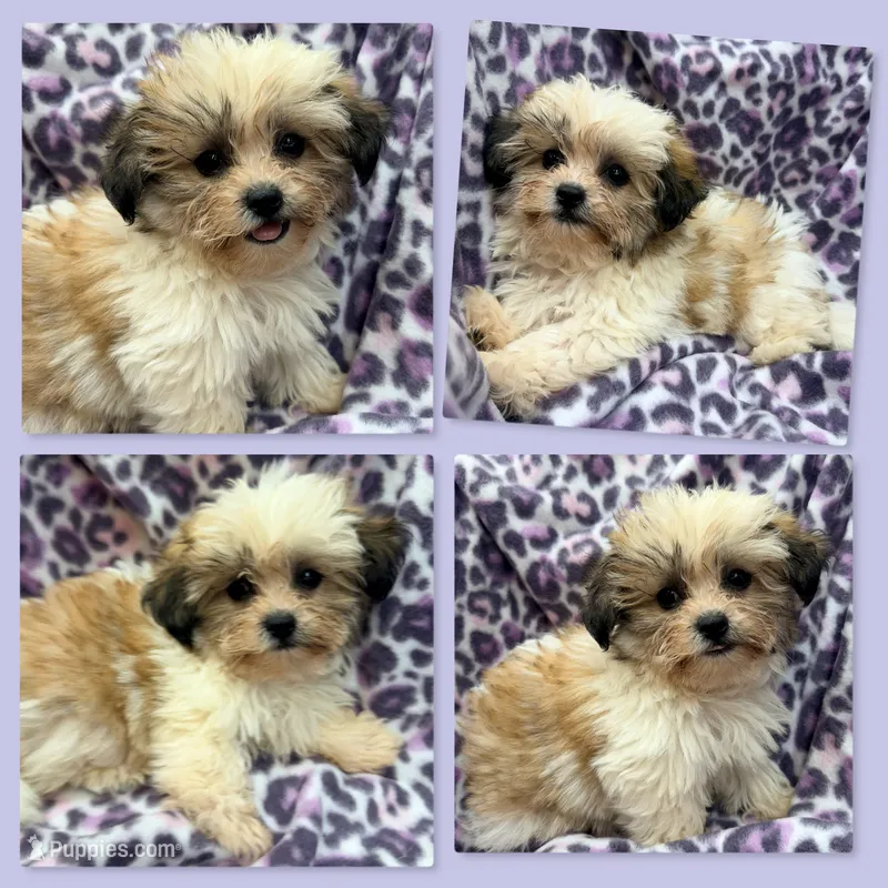AKC Adi's Female #1 – Shichon puppy for sale in Xenia, IL