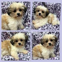 AKC Adi's Female #1, a female Shichon for sale in Xenia, IL – 1 of 1