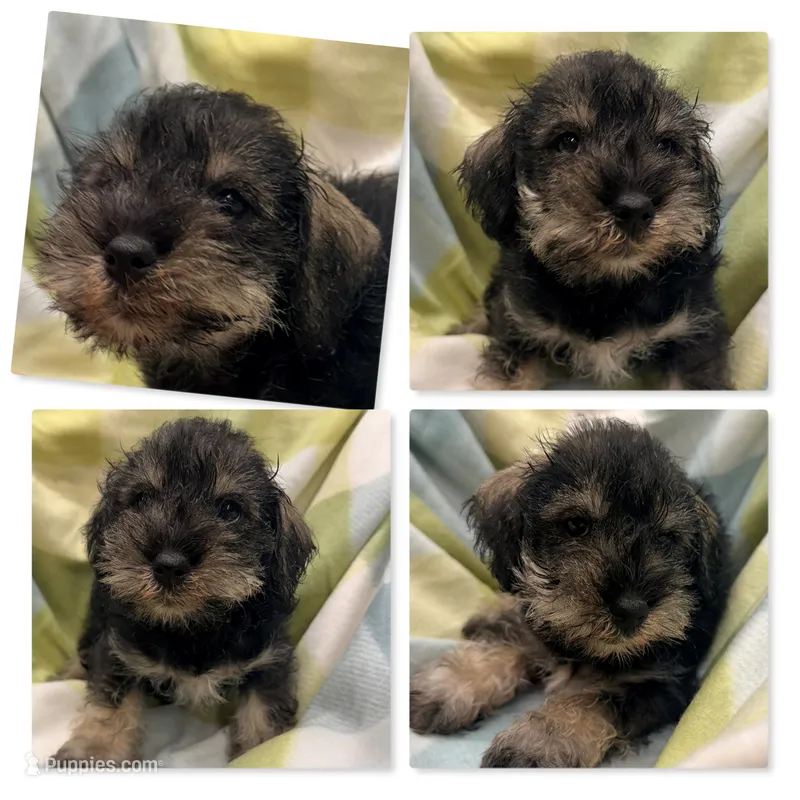 AKC Lilac's Male #1 – Miniature Schnauzer puppy for sale in Xenia, IL