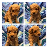AKC Maya's Male #5, a male Poodle - Toy  for sale in Xenia, IL – 1 of 1