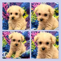 AKC Crimson's Female, a female Schnoodle for sale in Xenia, IL – 1 of 1