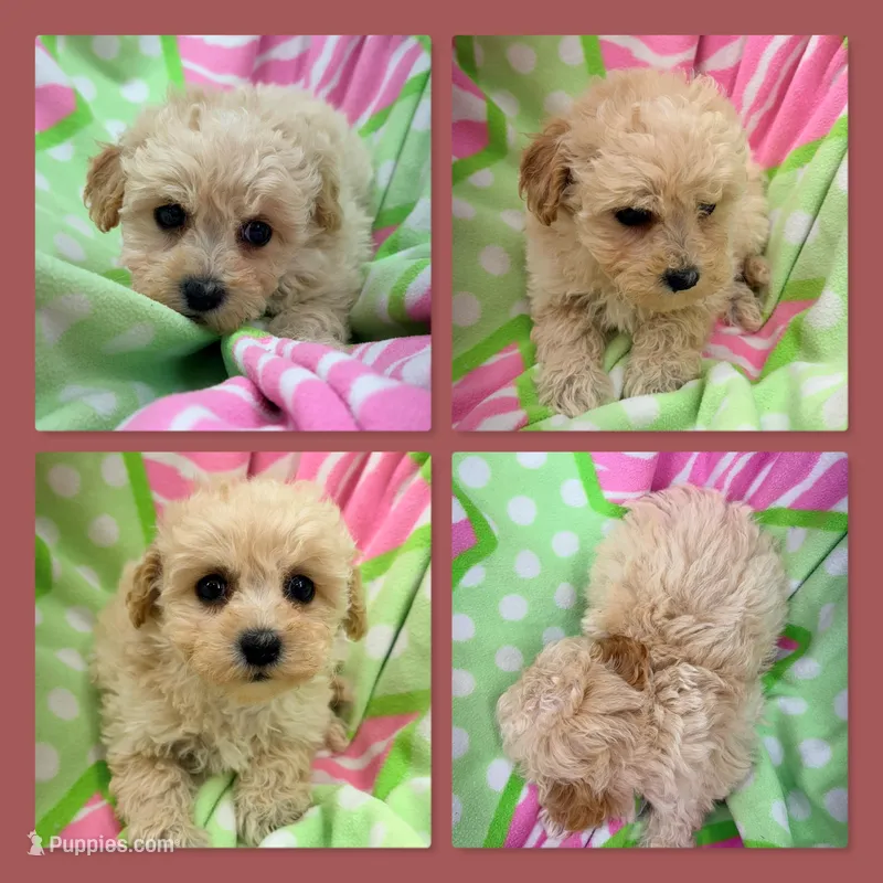 AKC Zoey's Female #1 – Bichpoo puppy for sale in Xenia, IL