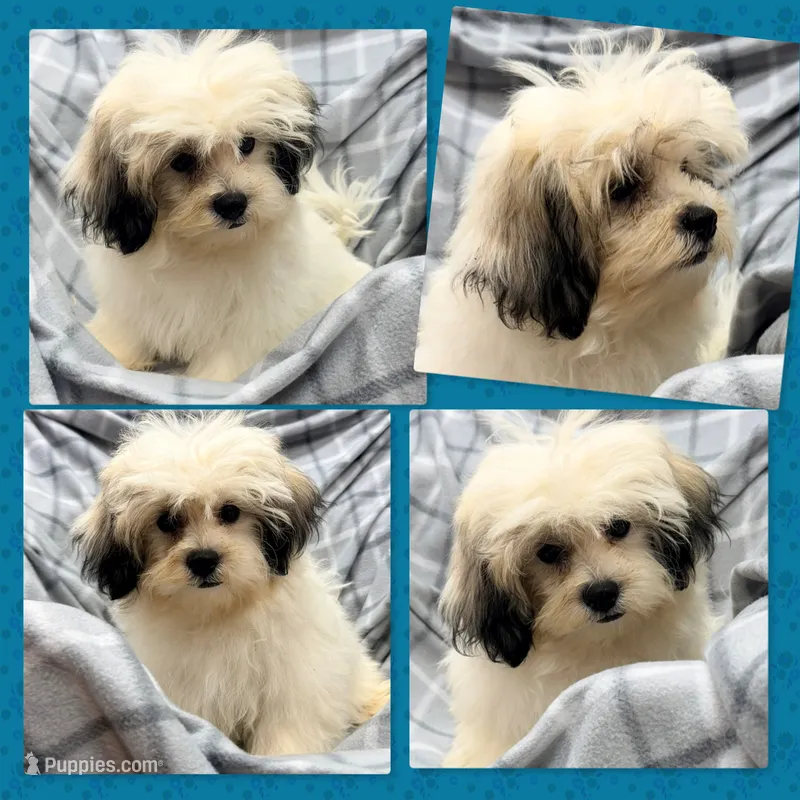 AKC Adi's Male – Shichon puppy for sale in Xenia, IL