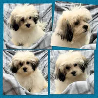 AKC Adi's Male, a male Shichon for sale in Xenia, IL – 1 of 1