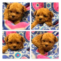 AKC Violet's ShichonPoo Girl 2, a female Shichon for sale in Xenia, IL – 1 of 1