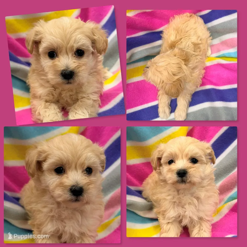 AKC Vickie's Female #2, a female Maltipoo for sale in Xenia, IL – Photo 1 of 1