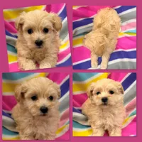 Photo of AKC Vickie's Female #2
