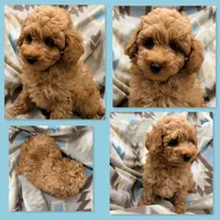 AKC Maya's Male #5, a male Poodle - Toy  for sale in Xenia, IL – 1 of 1