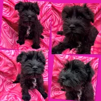 AKC Rina's Female #4, a female Miniature Schnauzer for sale in Xenia, IL – 1 of 1