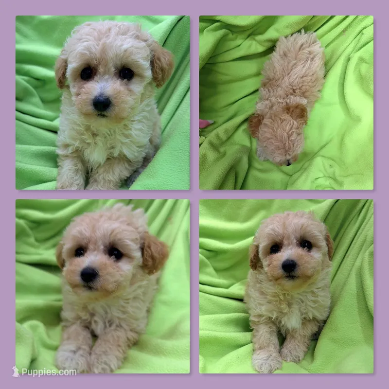 AKC Zoey's Female #3 – Bichpoo puppy for sale in Xenia, IL