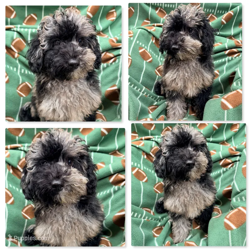 AKC Iris's Black/Silver Merle Male #1 – Poodle - Toy , Poodle - Miniature  puppy for sale in Xenia, IL