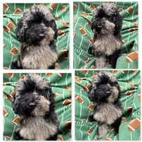 AKC Iris's Black/Silver Merle Male #1, a male Poodle - Toy  and Poodle - Miniature  for sale in Xenia, IL – 1 of 1