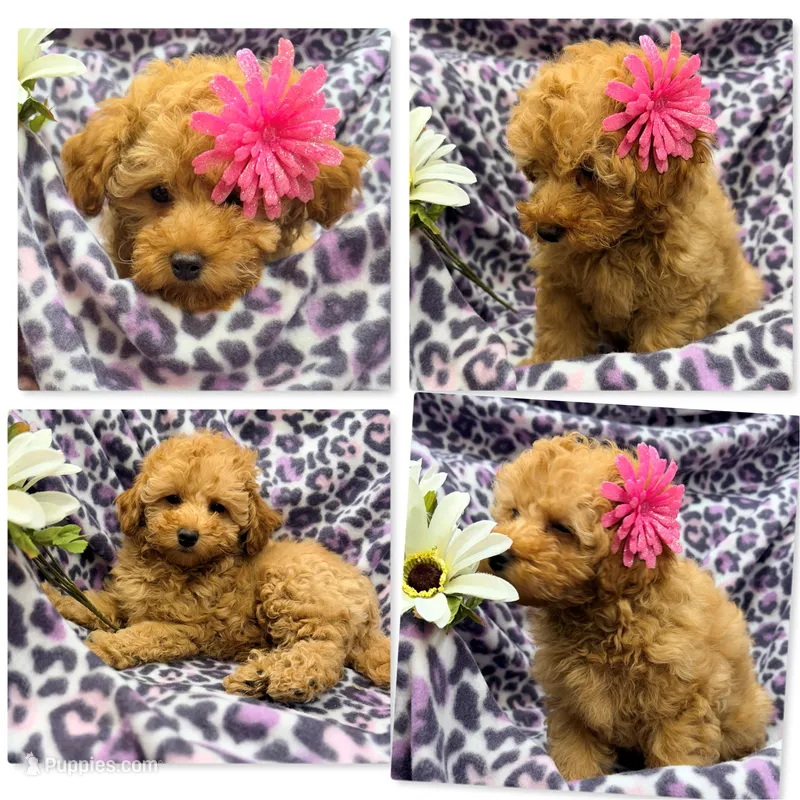 AKC Cinni's Girl – Poodle - Toy  puppy for sale in Xenia, IL