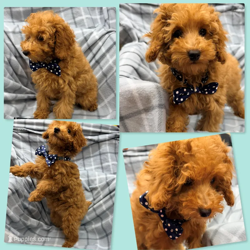 AKC Jen's Solid Red Male #2 – Poodle - Toy  puppy for sale in Xenia, IL