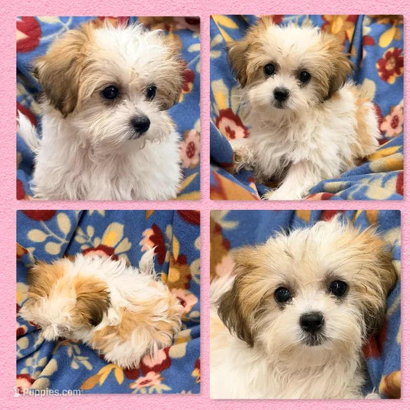 AKC Peace's Tiny Female – Shichon puppy for sale in Xenia, IL