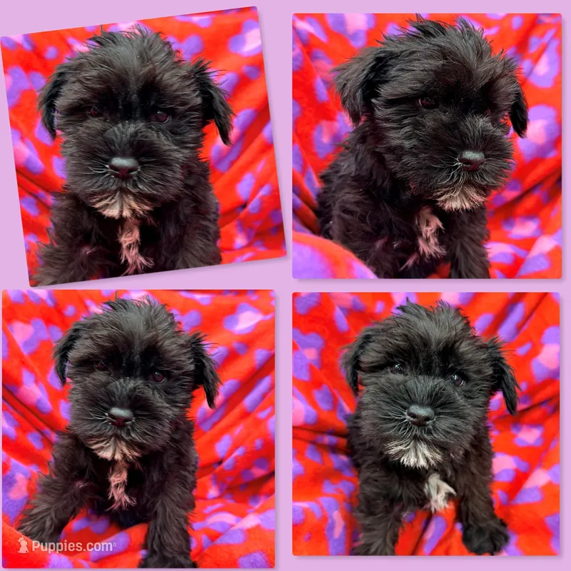 AKC Rina's Female #3, a female Miniature Schnauzer for sale in Xenia, IL – Photo 1 of 1