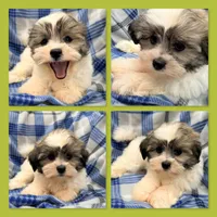 AKC Dolly's Male, a male Mal Shi for sale in Xenia, IL – 1 of 1