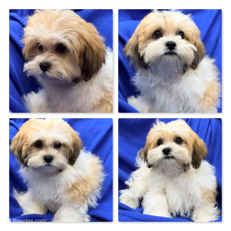 AKC Peace's Male #1 – Shichon puppy for sale in Xenia, IL