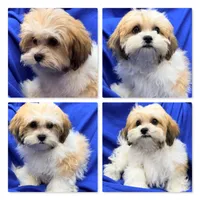 AKC Peace's Male #1, a male Shichon for sale in Xenia, IL – 1 of 1