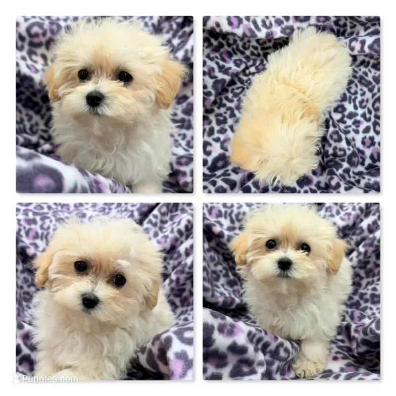 AKC Vickie's Toy Female #3 – Maltipoo puppy for sale in Xenia, IL