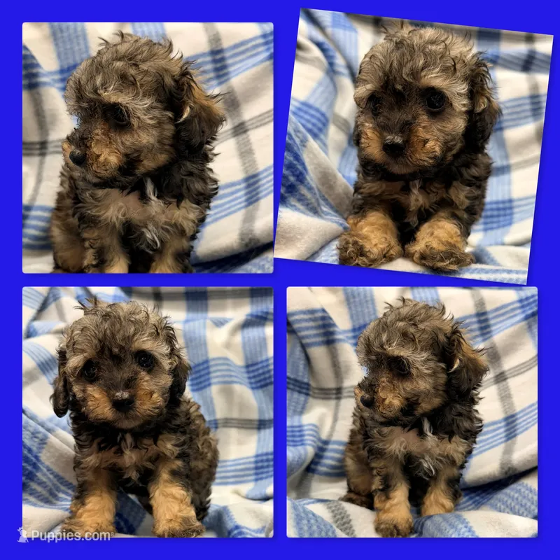 AKC Zelda's Male #1 – Poodle - Toy  puppy for sale in Xenia, IL