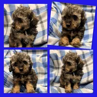 AKC Zelda's Male #1, a male Poodle - Toy  for sale in Xenia, IL – 1 of 1