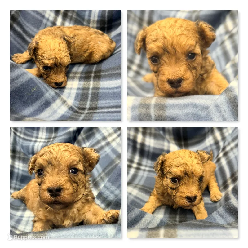 Lizzie's ShichonPoo Male #2