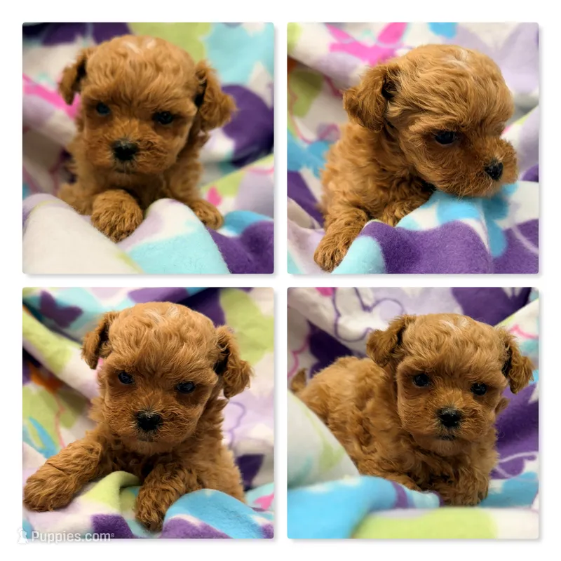 AKC Violet's ShichonPoo Girl 1 – Shichon puppy for sale in Xenia, IL