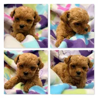 AKC Violet's ShichonPoo Girl 1, a female Shichon for sale in Xenia, IL – 1 of 1