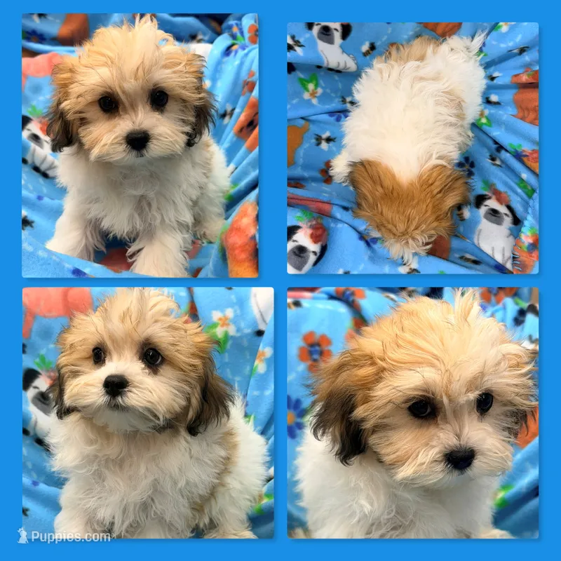 AKC Peace's Male #1 – Shichon puppy for sale in Xenia, IL