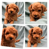 AKC Maya's Male #4, a male Poodle - Toy  for sale in Xenia, IL – 1 of 1