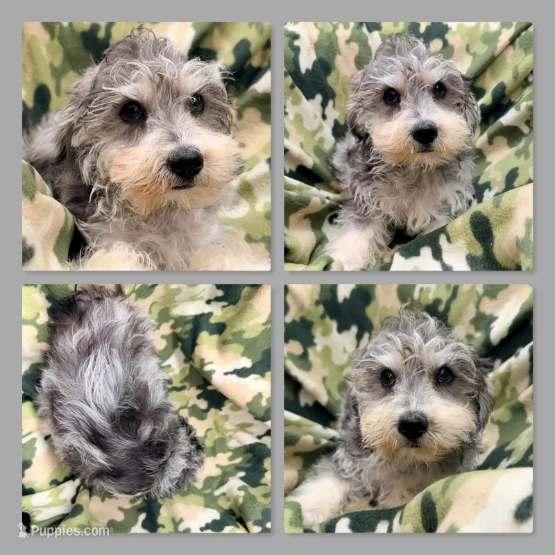 AKC Gabriella's Male – Schnoodle puppy for sale in Xenia, IL