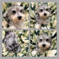 AKC Gabriella's Male, a male Schnoodle for sale in Xenia, IL – 1 of 1