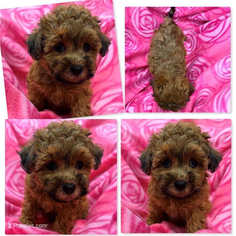 Lizzie's ShichonPoo Female