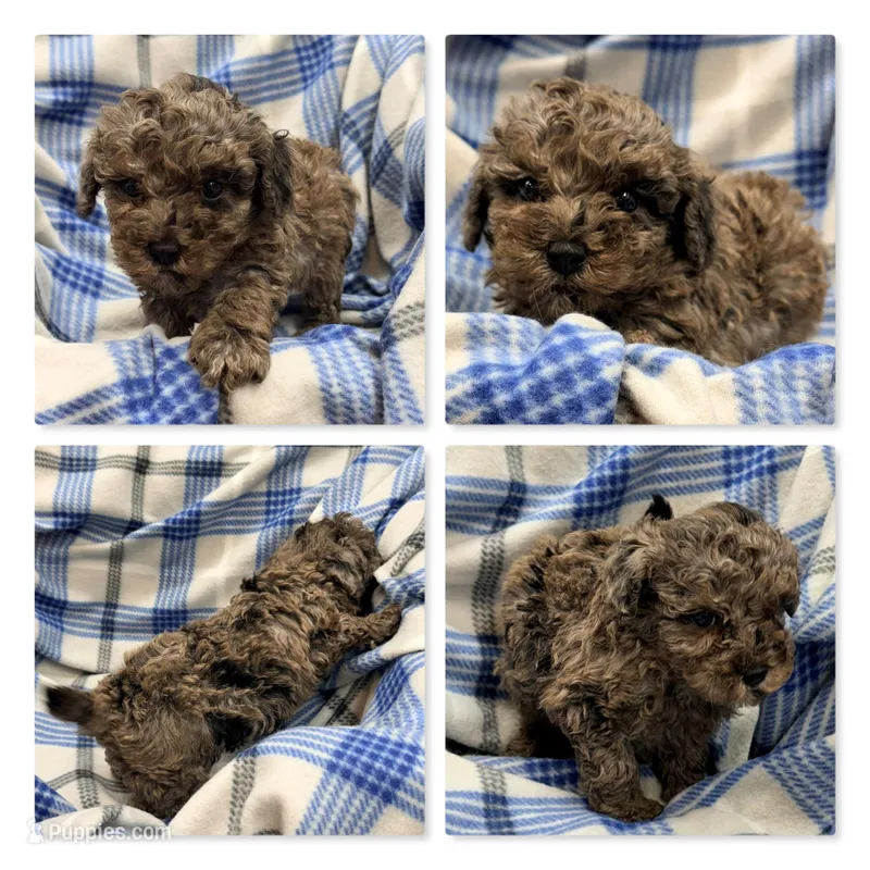AKC Millie's Male #2 – Poodle - Miniature  puppy for sale in Xenia, IL