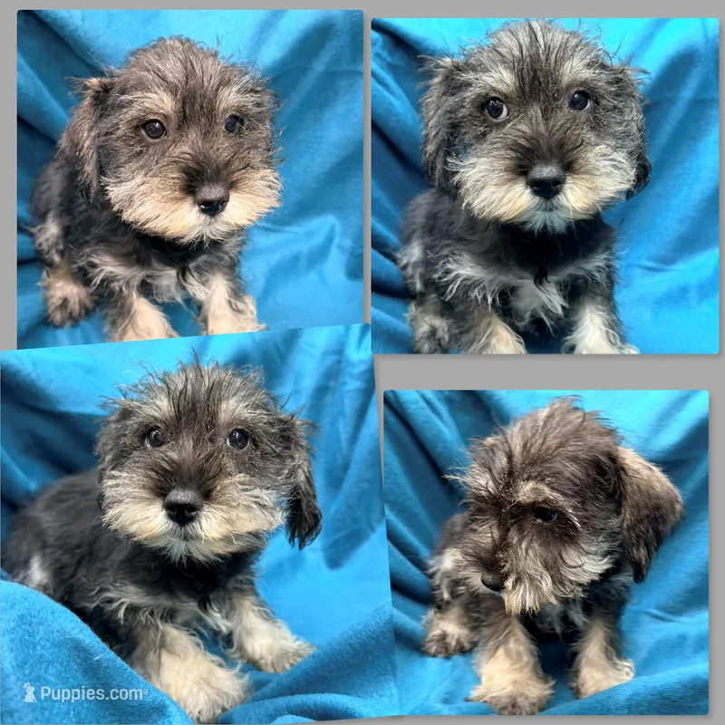 AKC Lilac's Male #1 – Miniature Schnauzer puppy for sale in Xenia, IL
