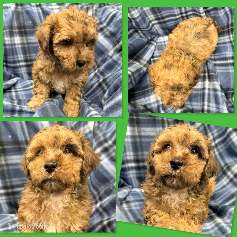 Lizzie's ShichonPoo Male #1