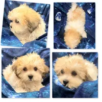 AKC Peace's Male #2, a male Shichon for sale in Xenia, IL – 1 of 1
