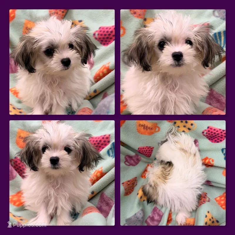 AKC Sugar's Female #2 – Shichon puppy for sale in Xenia, IL
