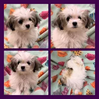 AKC Sugar's Female #2, a female Shichon for sale in Xenia, IL – 1 of 1