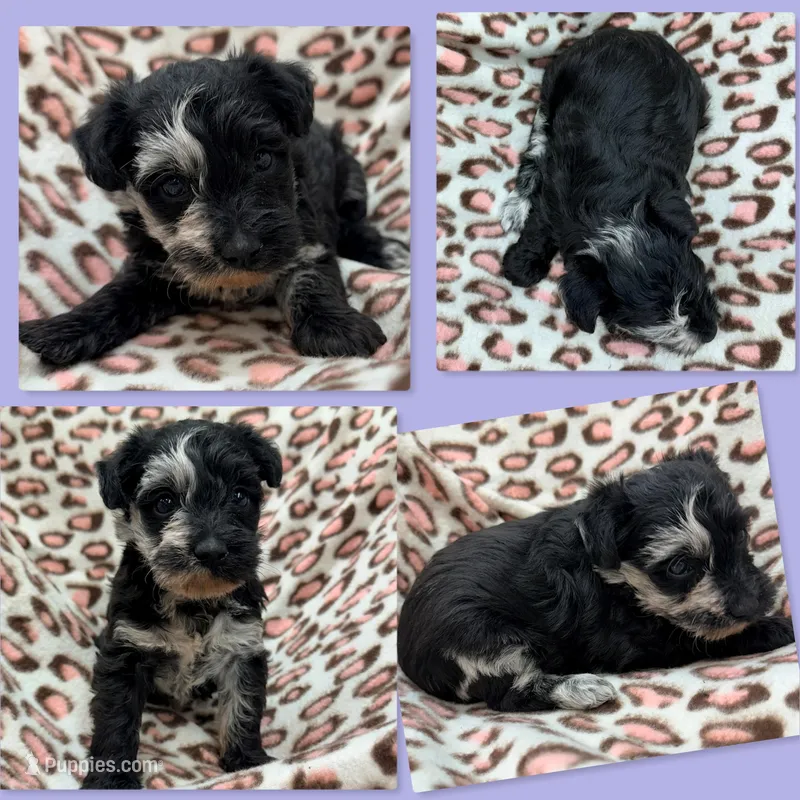 AKC Gabriella's Tri Girl – Schnoodle puppy for sale in Xenia, IL