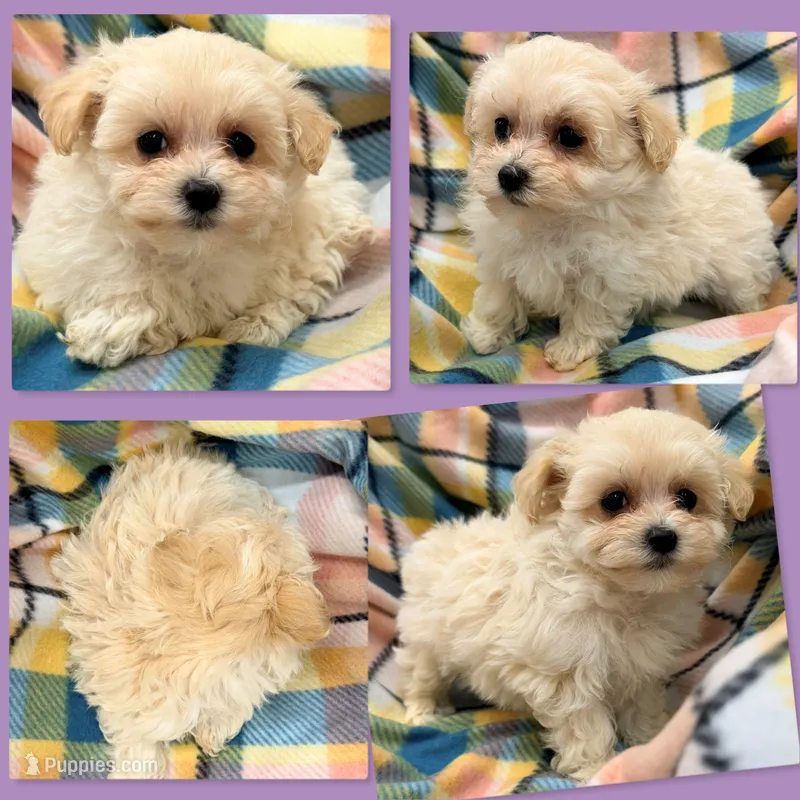 AKC Vickie's Female #3 – Maltipoo puppy for sale in Xenia, IL